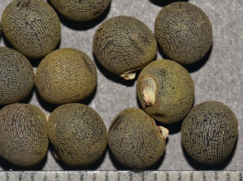 Abelmoschus esculentus
