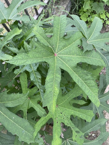 Abelmoschus manihot