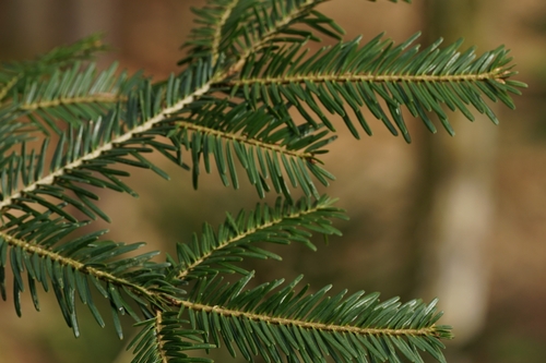 Abies alba