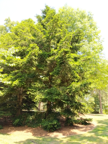 Pinaceae