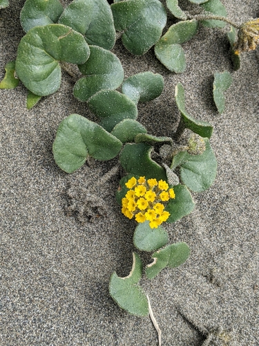 Abronia latifolia
