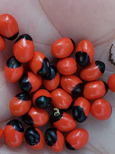 Abrus precatorius