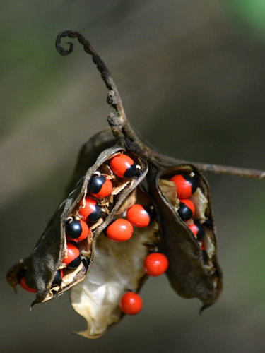 Abrus precatorius