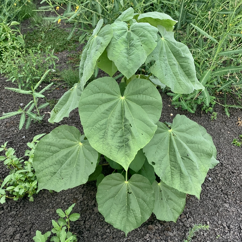 Abutilon angulatum