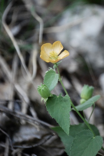Abutilon fruticosum