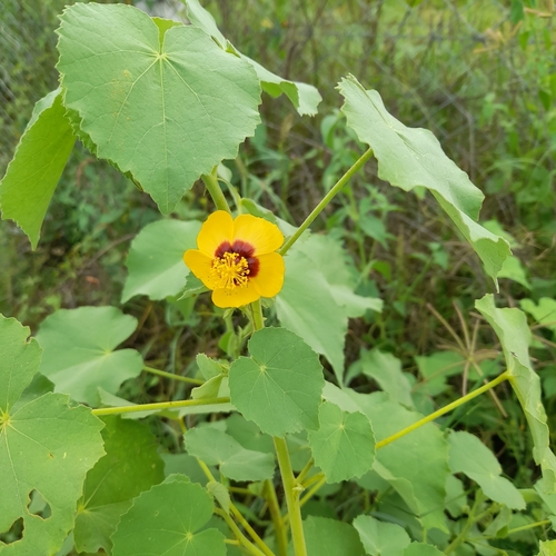 Abutilon hirtum