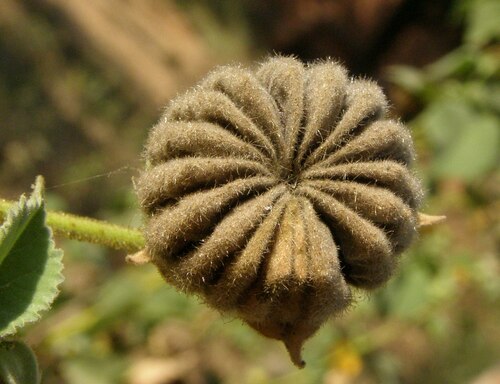 Abutilon hirtum