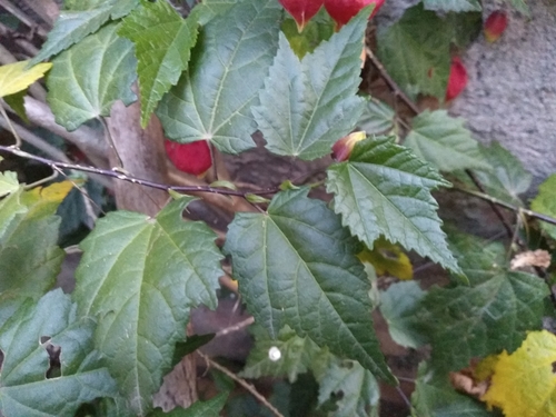 Abutilon megapotamicum