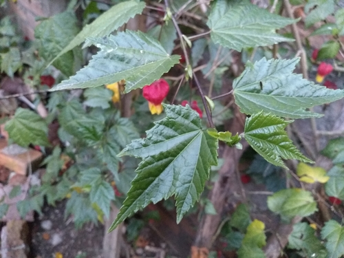 Abutilon megapotamicum