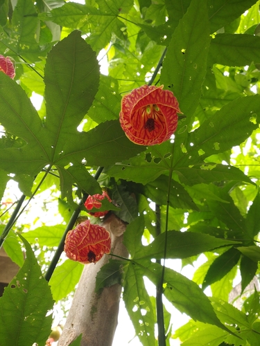 Abutilon pictum