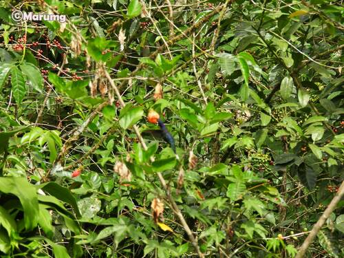 Abutilon pictum