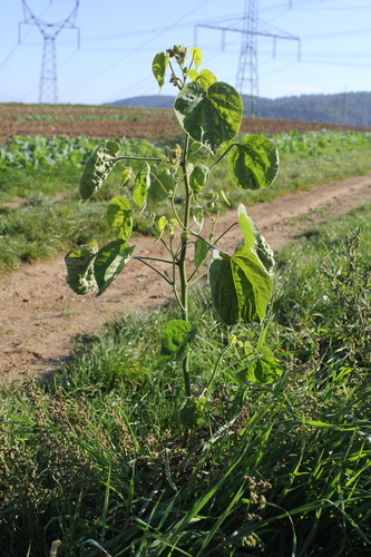 Abutilon theophrasti