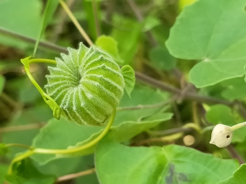 Abutilon x milleri