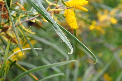 Acacia acuminata