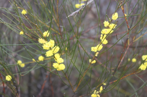 Acacia acuminata