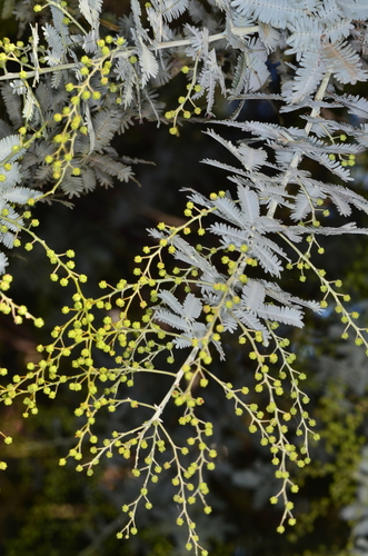 Acacia baileyana