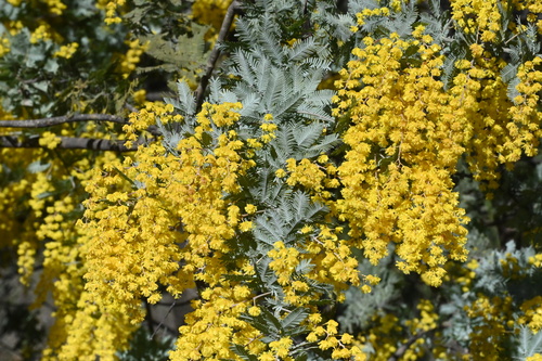 Acacia baileyana