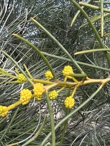Acacia blakelyi