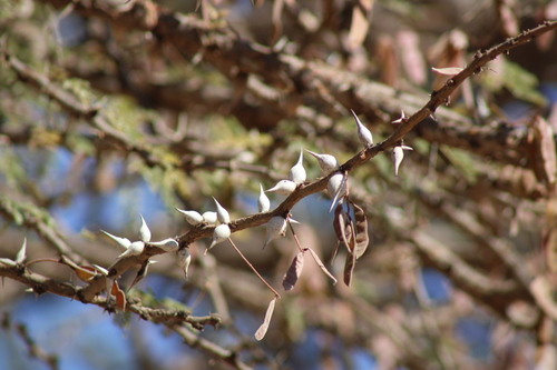 Acacia bussei