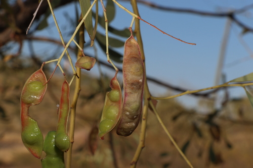 Acacia cambagei