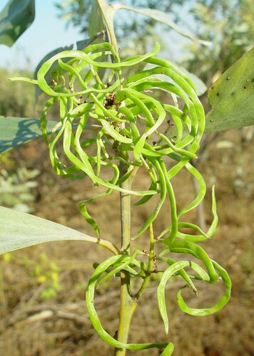 Acacia colei
