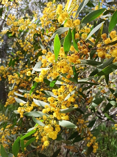 Acacia complanata