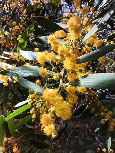 Acacia complanata