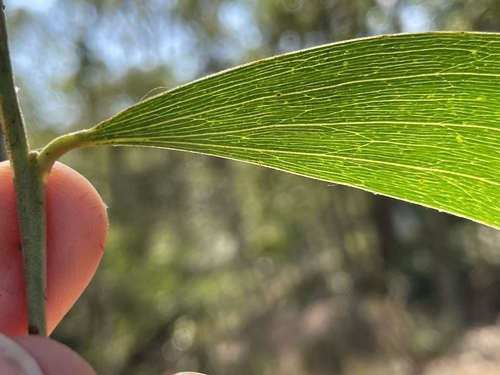 Acacia concurrens