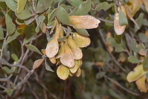 Acacia craspedocarpa