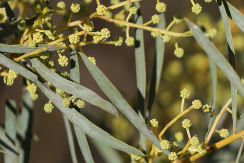 Acacia decora