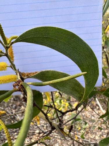 Acacia difficilis
