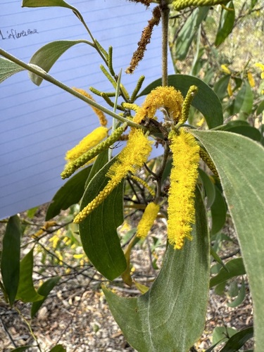 Acacia difficilis