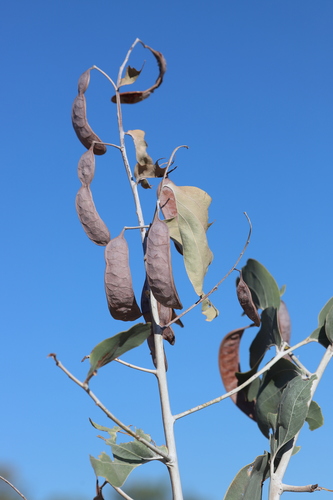 Acacia dunnii