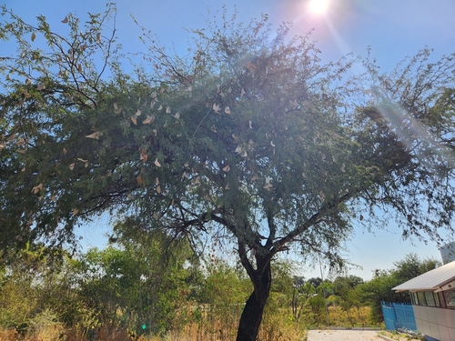 Acacia giraffae