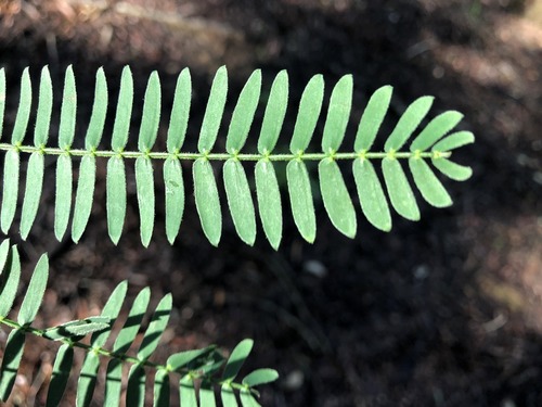 Acacia glaucocarpa