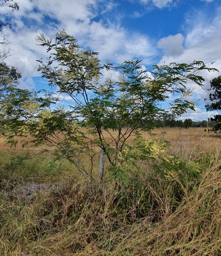 Acacia glaucocarpa