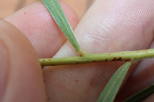 Acacia gonocarpa