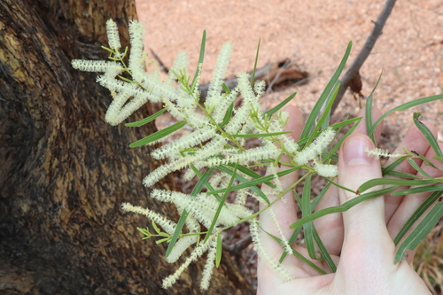 Acacia gonocarpa
