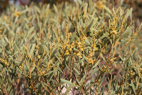 Acacia hakeoides