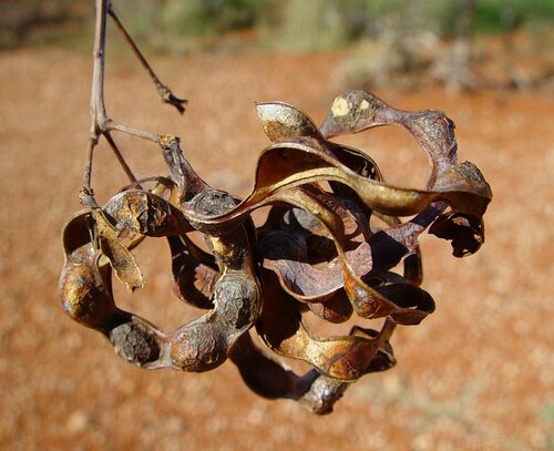 Acacia inaequilatera
