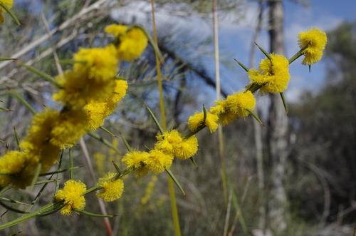Acacia incurva
