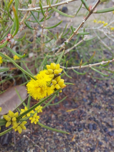 Acacia incurva