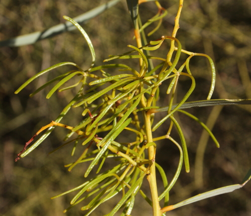 Acacia jennerae