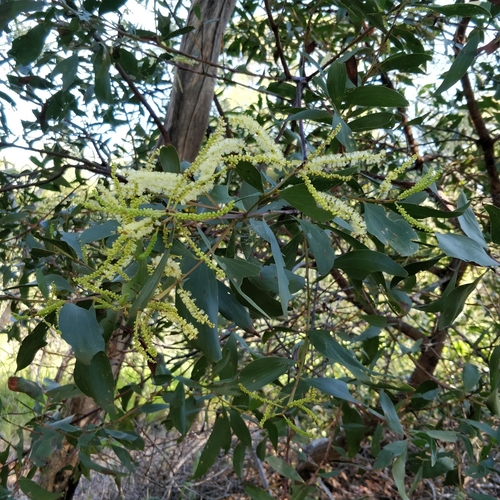 Acacia leiocalyx