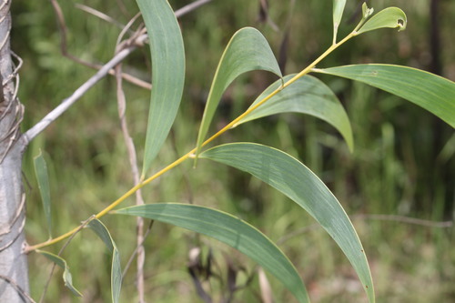 Acacia leptocarpa