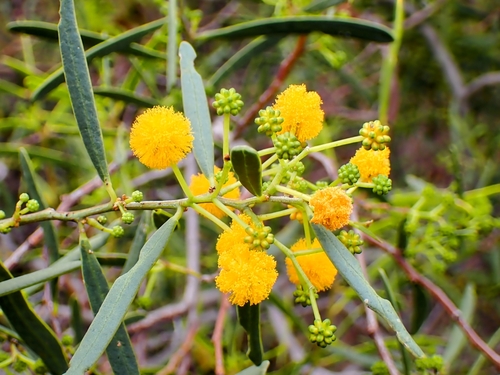 Acacia ligulata