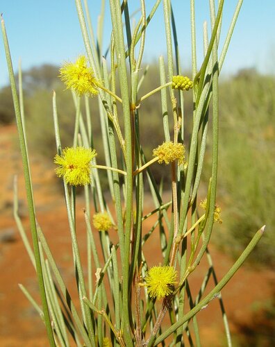 Acacia linophylla