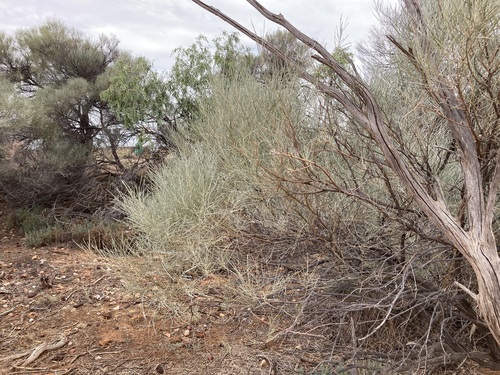 Acacia loderi