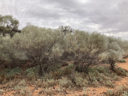 Acacia loderi