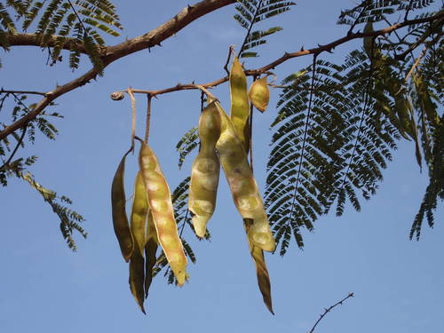 Acacia macrostachya